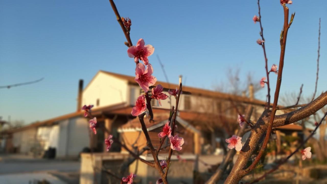 Corte Degli Angeli Marina di Grosseto