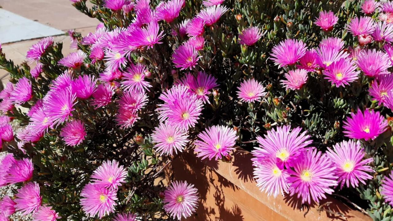 Vakantieboerderij Corte Degli Angeli Marina di Grosseto